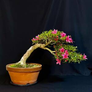* satsuki Rhododendron indicum свет . высота дерева 32cm маленький товар средний товар бонсай скумбиря . половина .. дуть . сток * бонсай сосна подлинный Kashiwa клен клен Sakura слива сосна Kashiwa . дерево цветок предмет оригинал горшок bonsai