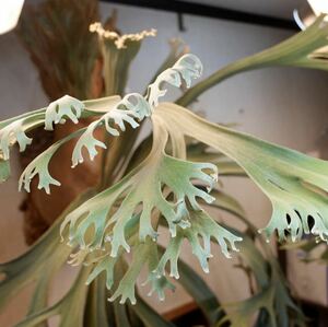 P. 'Ss Foong' [vandaka] staghorn fern 