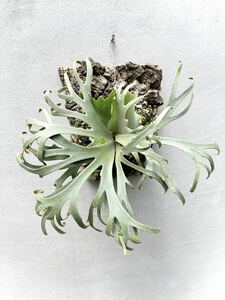 P. willinckii 'Bacteria' spore grown ウィリンキー【vandaka】ビカクシダ