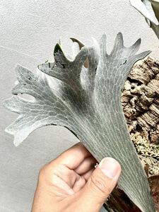 P. hillii dwarfhi Lead wa-f[vandaka] staghorn fern 