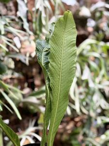 【vandaka】レア Niphidium crassifolium ニフィディウム クラッシフォリウム 南米原産 原種シダ 着生植物 ペルー便