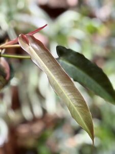 【vandaka】Philodendron atabapoense 'Santa Leopoldiana' フィロデンドロン アタバポエンセ ' サンタレオポルディアナ' アロイド