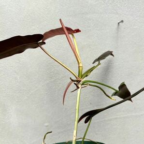 【vandaka】Philodendron atabapoense 'Santa Leopoldiana' フィロデンドロン アタバポエンセ ' サンタレオポルディアナ' アロイドの画像9