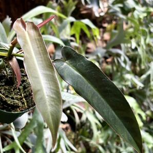 【vandaka】Philodendron atabapoense 'Santa Leopoldiana' フィロデンドロン アタバポエンセ ' サンタレオポルディアナ' アロイドの画像2