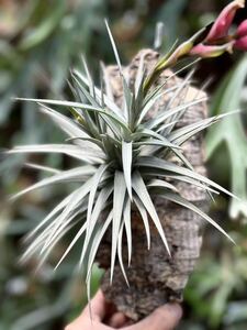 [vandaka]tillandsia aeranthos 'Giant Form'ti Ran jiaa Elan tos'ja Ian to foam '