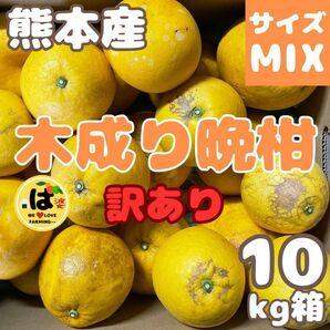 木成り晩柑 訳あり サイズMIX10kg箱[河内晩柑]