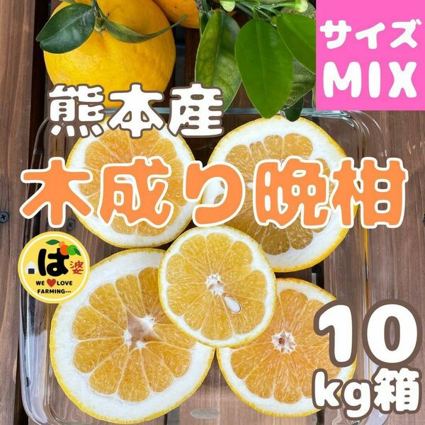 木成り晩柑 優良品 サイズMIX10kg箱[河内晩柑]