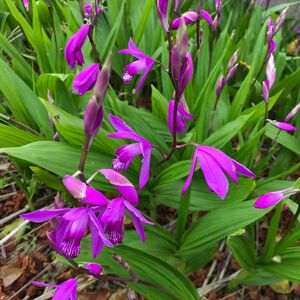 紫蘭（シラン）苗　　花芽つき5本