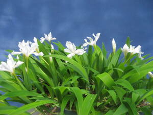 白花三寸アヤメ　開花見込み　１０本　