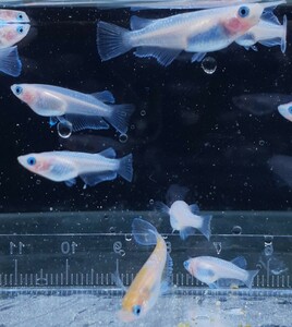 [甲斐メダカ]　ミッドナイトフリルラメタイプ×レッドクリフ紅白　F2 幼魚15匹　白タイプ