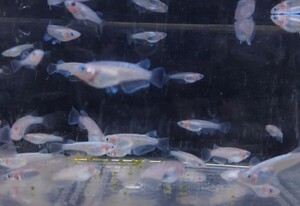 [H.Y-medaka]　ミッドナイトフリルラメタイプ×レッドクリフ紅白　F2 幼魚15匹　#フロマージュ　スペード　ハイビスカス　ドライフラワー