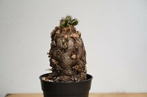 04 ユーフォルビア・ムランジーナ　Euphorbia mlanjeana_画像4