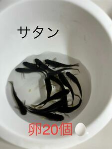 サタンメダカの卵20＋α