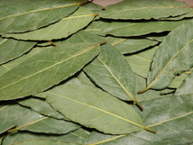 無農薬・無化学肥料のローレル　月桂樹の葉　約２０ｇ　カレーリーフ少々のオマケ付き　②_画像3