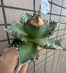 Agave Titanota ”紅猫” 台湾産　アガベ　オテロイ　チタノタ　[Chill__Plants] チルプラ　