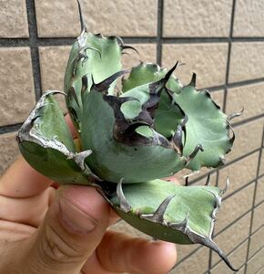 Agave Titanota ”黑鯨“ 台湾産　アガベ　オテロイ　チタノタ　[Chill__Plants] チルプラ　