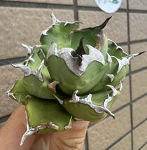 Agave Titanota “4CM” ”MINI DRAFT” ライムグリーン個体　インドネシア産　アガベ　オテロイ　チタノタ　[Chill__Plants] チルプラ　_画像2