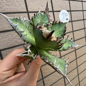 Agave Titanota ”紅猫” (01)台湾産 アガベ オテロイ チタノタ [Chill__Plants] チルプラ の画像2