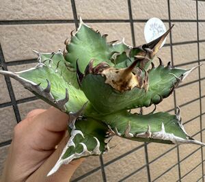 Agave Titanota ”紅猫” (01)台湾産　アガベ　オテロイ　チタノタ　[Chill__Plants] チルプラ　