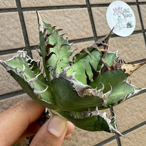 Agave Titanota ”紅猫” (01)台湾産 アガベ オテロイ チタノタ [Chill__Plants] チルプラ の画像3