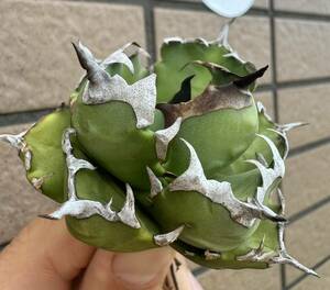 Agave Titanota *4CM~ ~MINI DRAFT~ lime green individual Indonesia production agave o terrorism ichitanota[Chill__Plants] Chill pra 