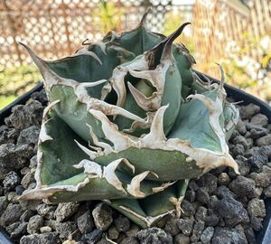 Agave Titanota ~COK_01~ special selection . stock .... Indonesia production agave o terrorism ichitanota[Chill__Plants] Chill pra 