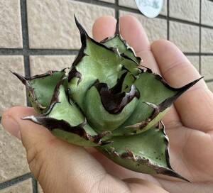 Agave Titanota ”5CM””阿修羅“ 超選抜子株　ムチムチ　アガベ　オテロイ　チタノタ [Chill__Plants] チルプラ