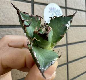 Agave Titanota “凱薩“ 台湾産　エアー発根　OC株　アガベ　オテロイ　チタノタ　[Chill__Plants] チルプラ　