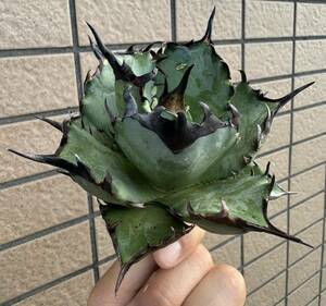 Agave Titanota ”阿修羅“ ほぼ連棘青葉個体　“10CM” エアー発根済み　ムチムチ　アガベ　オテロイ　チタノタ [Chill__Plants] チルプラ