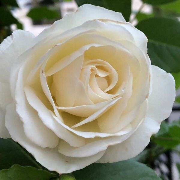バラ苗 アイスバーグ 白い薔薇 つる薔薇 挿し木苗