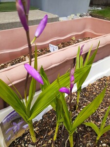  purple orchid si Ran valve(bulb) 