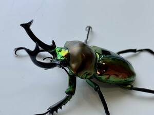 [raru108]nijiiro stag beetle the first 2. larva 10 head set 