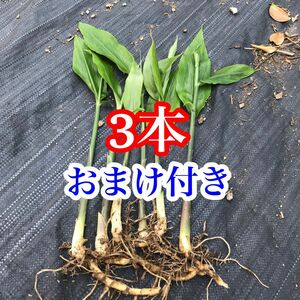 みょうが苗　ミョウガ 地下茎　無農薬　おまけ付き　野菜　