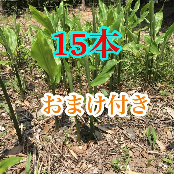 みょうが苗　ミョウガ 地下茎　おまけ付き　無農薬　野菜　みょうがの苗　