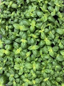  herb basil seedling 20 pot 