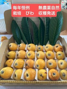 「毎年恒例」無農薬　自然栽培　びわ　収穫発送　果物　野菜　値引不可