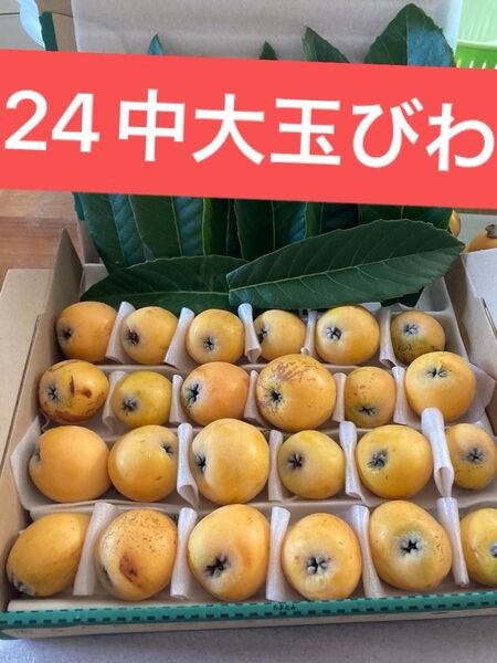 「収穫発送」無農薬自然栽培 びわ 果物 野菜 フルーツ 値引不可 お試し 種子