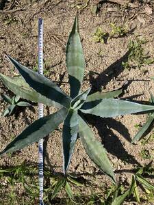  agave America -na pick up hope site . approval talent ground ..agave Driger ten.. guarantee city pulling out seedling delivery un- possible 002