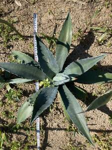 アガベ アメリカーナ 手渡希望 現場確認可能 地植え　agave ドライガーデン 佐世保市 抜き苗 配送不可　003