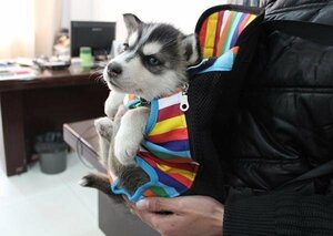 送250円小型犬用 リュックサック キャリーバッグR 抱っこ■