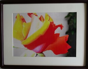Art hand Auction कलाकार: ओका (फ़ोटोग्राफ़र) विषय: स्थिर जीवन (फूल) तकनीक: फ़ोटोग्राफ़ी NO-R6-3-9.8, अन्य, किराये, चित्रकारी, शिल्प