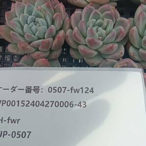 0507-fw124 アルバビューティー25個 ☆多肉植物 エケベリア 韓国の画像3