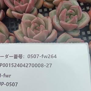 0507-fw264 シャンペーン25個 ☆多肉植物 エケベリア 韓国の画像3