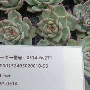 0514-fw271 チワワエンシス16個 ☆多肉植物 エケベリア 韓国の画像3