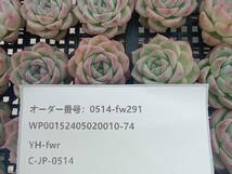 0514-fw291 ピンククリスタルローズ30個 ☆多肉植物　エケベリア　韓国_画像3