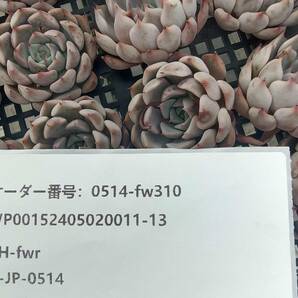 0514-fw310 ピンクザラゴーサ30個 ☆多肉植物 エケベリア 韓国の画像3