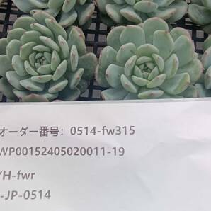 0514-fw315 ハニーxホワイトファット25個 ☆多肉植物 エケベリア 韓国の画像3