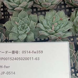 0514-fw359 ギロドロップス16個 ☆多肉植物 エケベリア 韓国の画像3