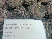 0514-fw426 ローズウーマンhyb25個 ☆多肉植物　エケベリア　韓国_画像3
