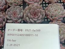 0521-fw169 ホワイトファット25個 ☆多肉植物　エケベリア　韓国_画像3